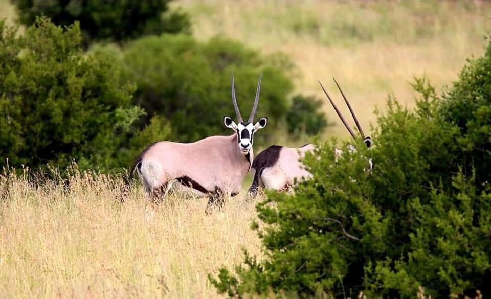 Letsatsi Game Lodge Smithfield Exterior photo